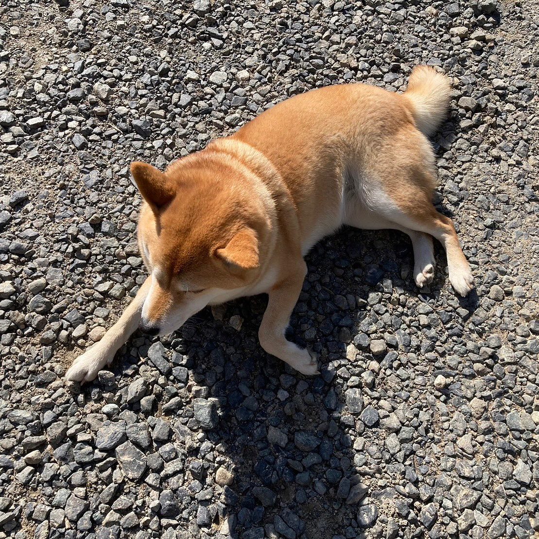 システム開発者